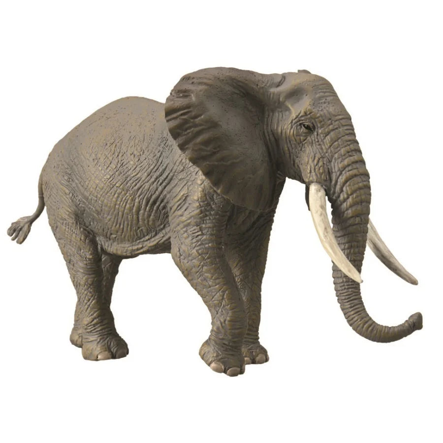 African Elephant