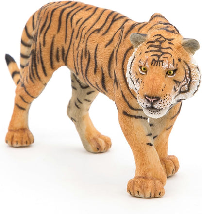 Sumatran Tiger