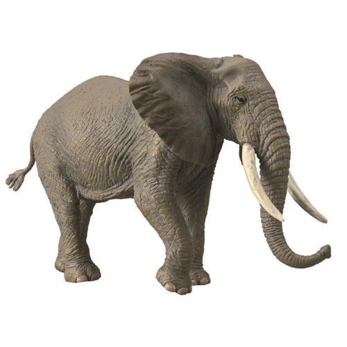African Elephant