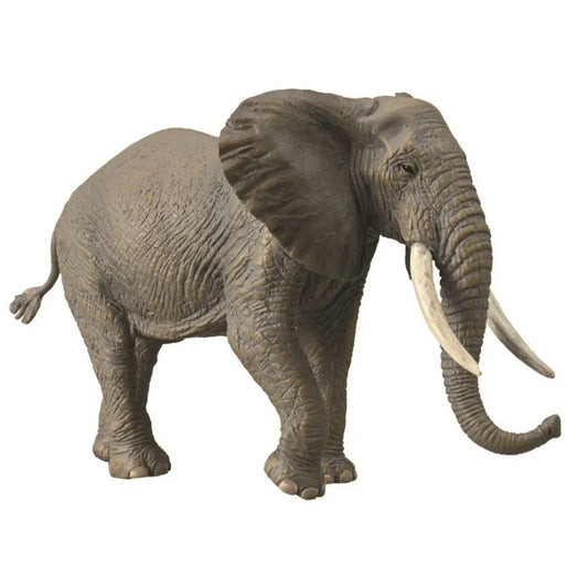 African Elephant
