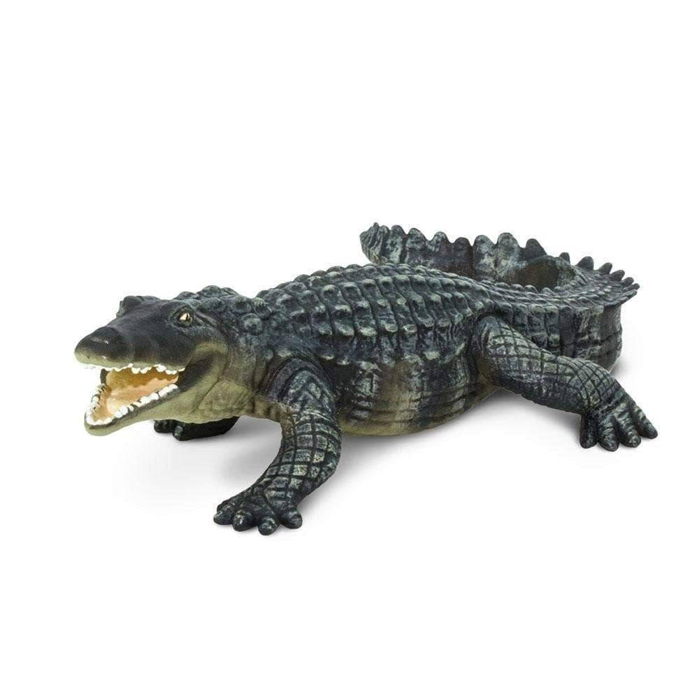 Saltwater Crocodile