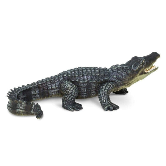 Saltwater Crocodile