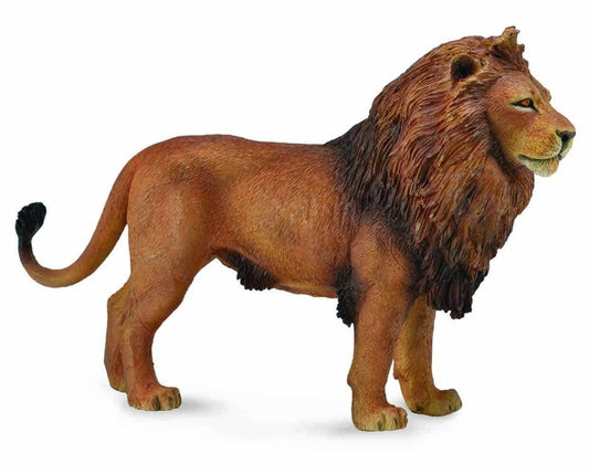 African Lion
