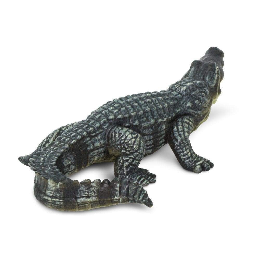 Saltwater Crocodile