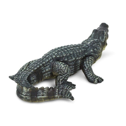 Saltwater Crocodile