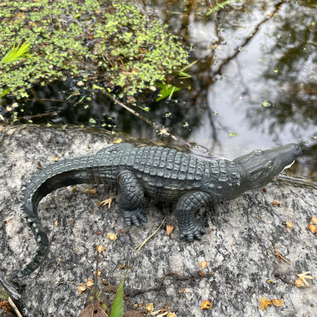 Saltwater Crocodile