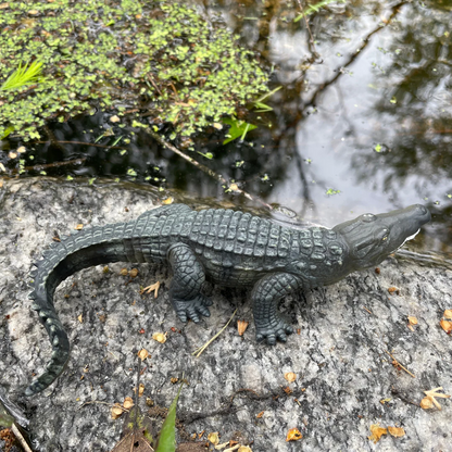 Saltwater Crocodile