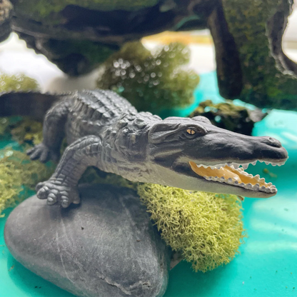 Saltwater Crocodile