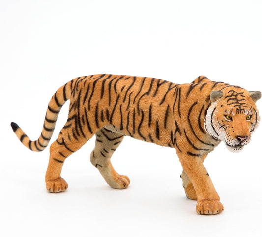 Sumatran Tiger