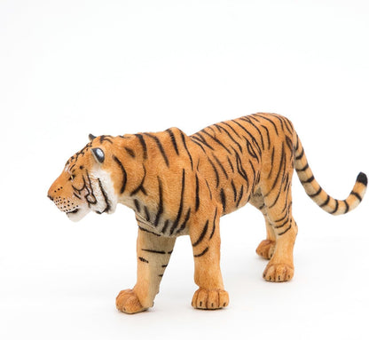 Sumatran Tiger